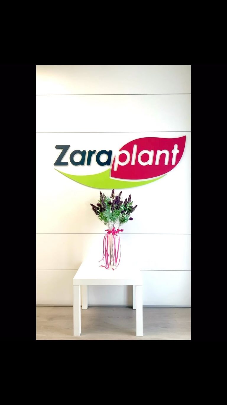 Instagram-¡Hoy celebramos la grandeza y la valentía de todas las mujeres! zaraplant flores plantas artificiales