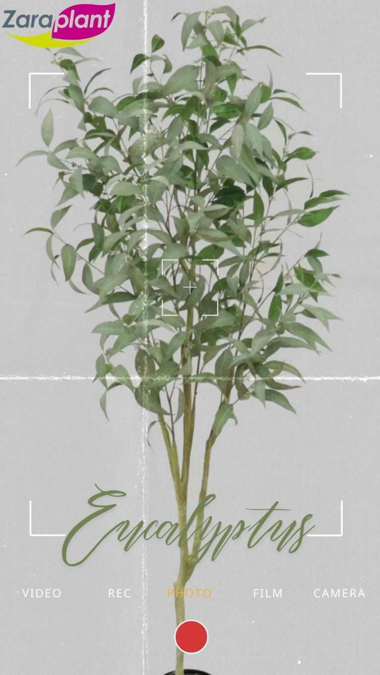 Instagram- zaraplant flores plantas artificiales