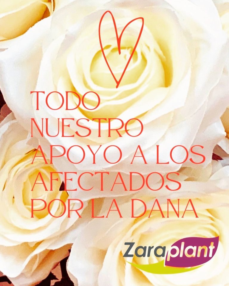 Instagram-🤍🌹 Nuestro apoyo y solidaridad con todos los afectados por la DANA 💐🤍 zaraplant flores plantas artificiales
