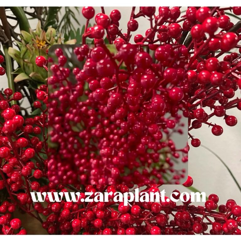 Instagram-🎄✨ Decora tu Navidad con berries artificiales y mucho más 🌟 zaraplant flores plantas artificiales