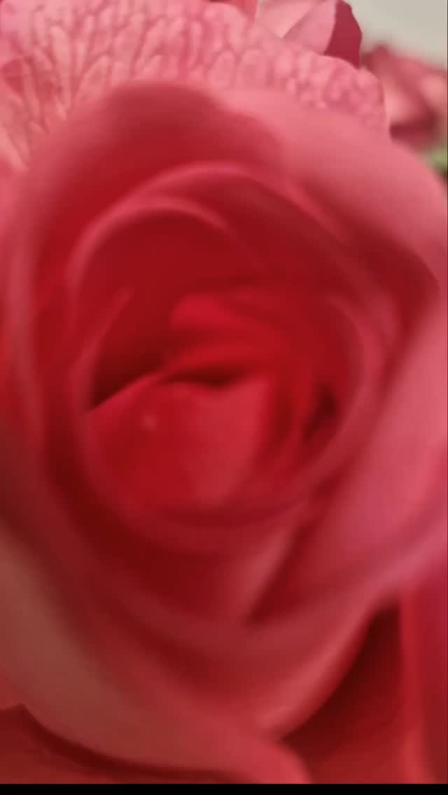 Instagram-💘 Feliz San Valentín 💘 zaraplant flores plantas artificiales