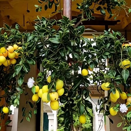 Instagram- zaraplant flores plantas artificiales