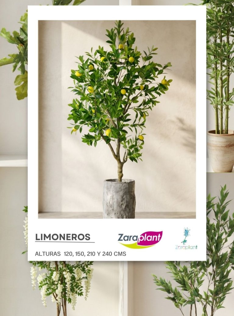 Instagram-🍋✨ Dale un toque fresco a tu espacio sin preocuparte por el riego… nuestro limoneros siempre están perfecto 😉 zaraplant flores plantas artificiales