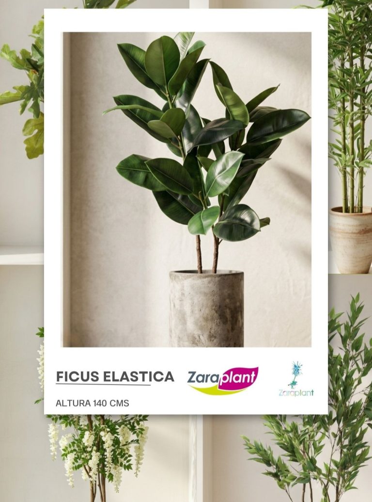 Instagram-🌿✨ ¡Fuerza y estilo en una planta! Nuestro ficus elastica destaca por sus hojas brillantes y su elegancia única 💚 zaraplant flores plantas artificiales
