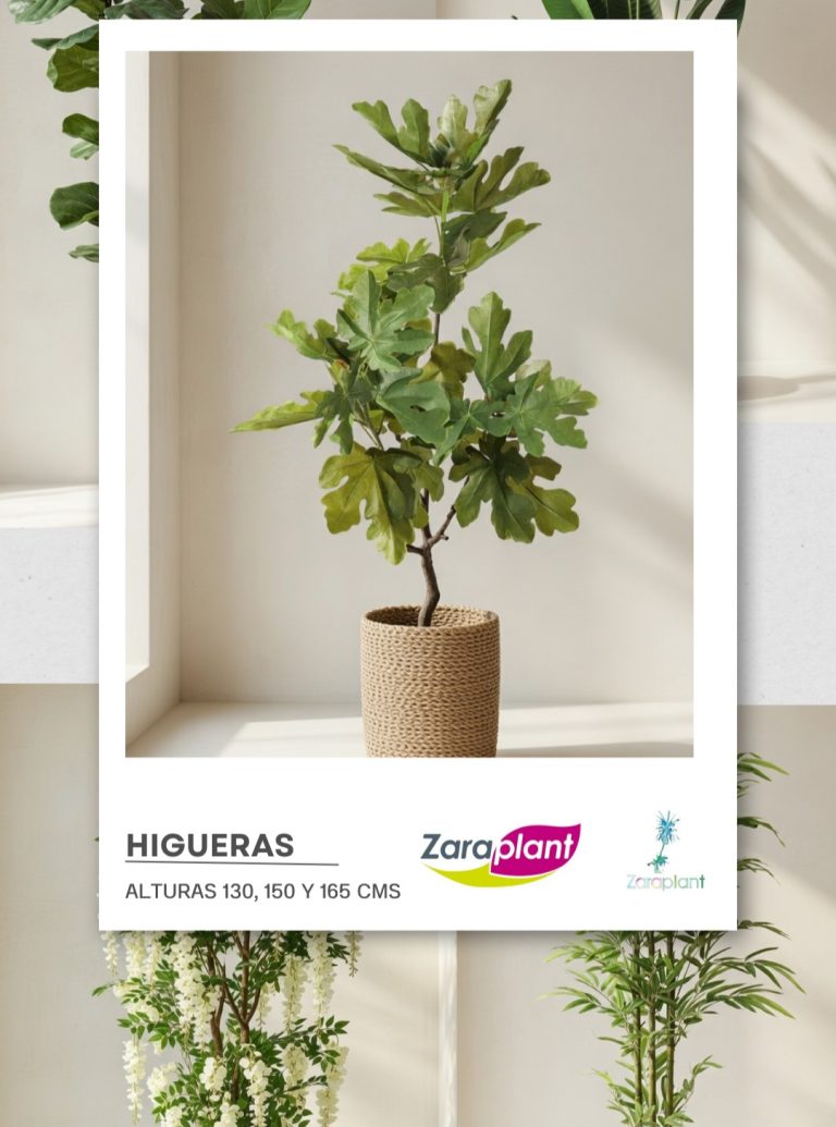 Instagram-🌿✨ Dulce, natural y con mucho carácter… nuestra higuera aporta ese toque especial que transforma cualquier espacio 🍃 zaraplant flores plantas artificiales