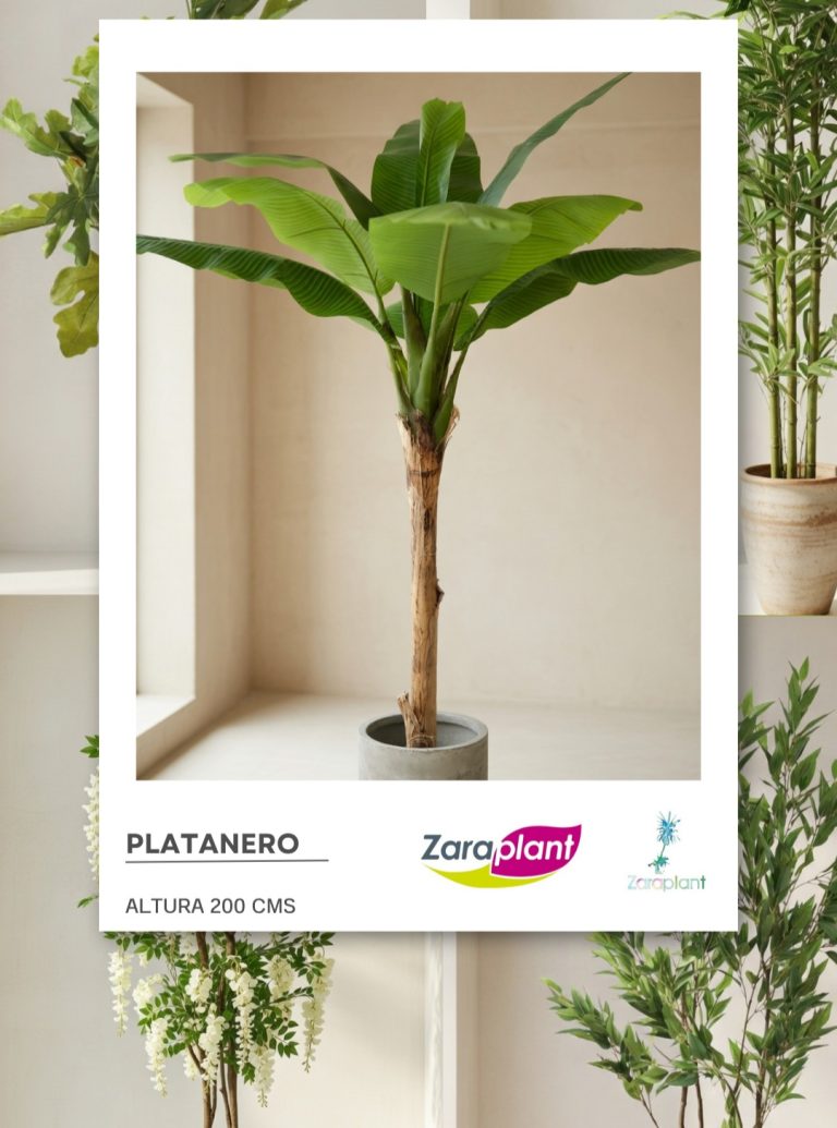 Instagram-🌴✨ Grande, tropical y con presencia… nuestro platanero de 2 metros es el protagonista que tu espacio estaba esperando 💚 zaraplant flores plantas artificiales