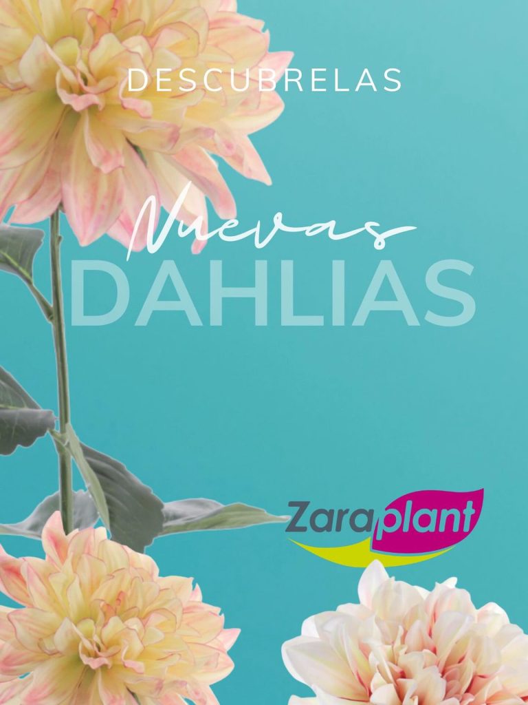 Instagram- zaraplant flores plantas artificiales
