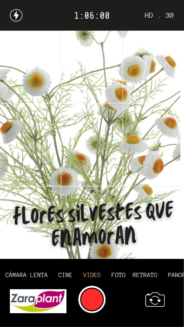 Instagram-✨ ¡Nuestras flores silvestres han llegado para quedarse! zaraplant flores plantas artificiales
