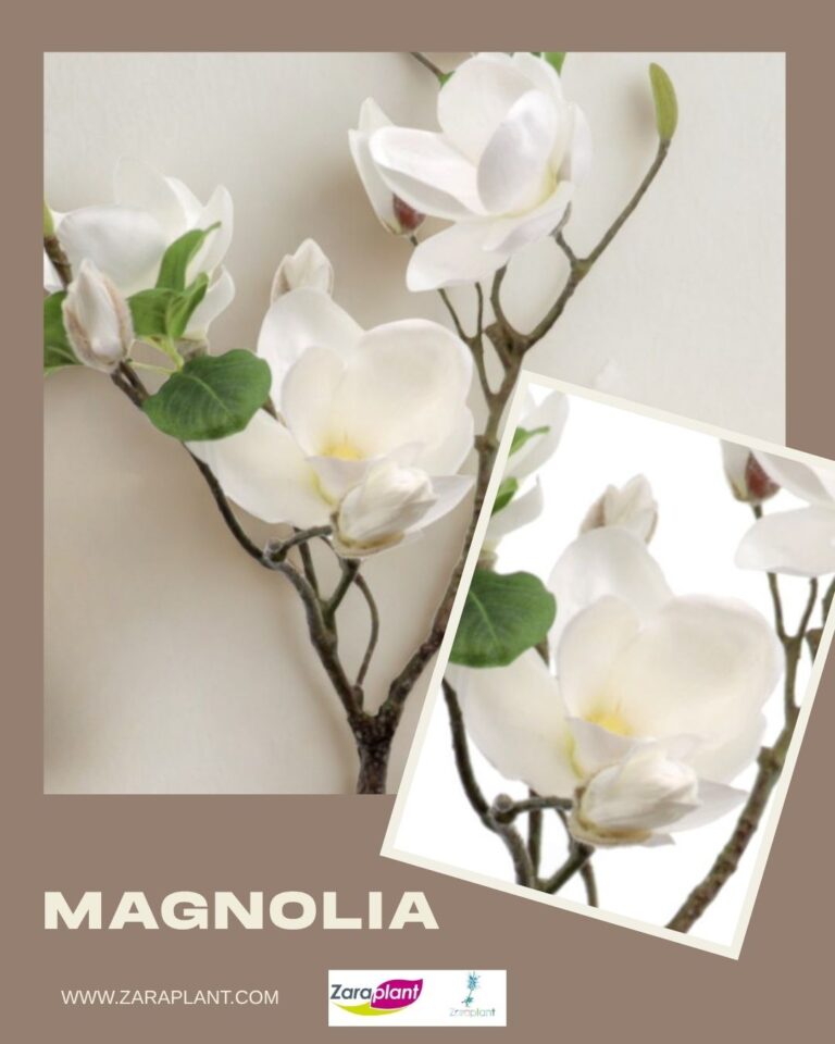 Instagram-La magnolia es una de las flores más antiguas del mundo 🌸 Existía antes que las abejas, y aun así conquistó el planeta con su belleza. Hoy sigue haciéndolo, sin necesidad de estaciones ni de cuidados. zaraplant flores plantas artificiales