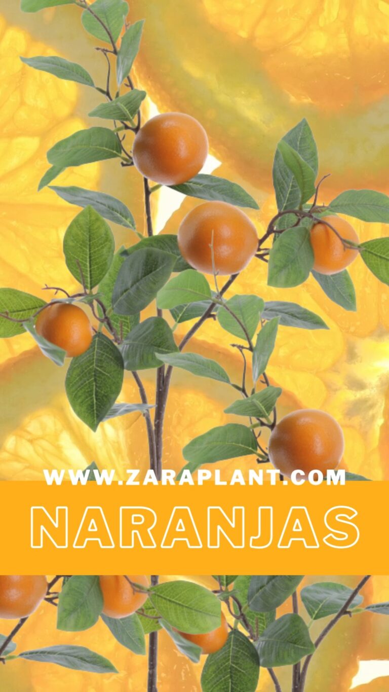 Instagram-🍊 El toque cítrico que tu espacio necesitaba. zaraplant flores plantas artificiales