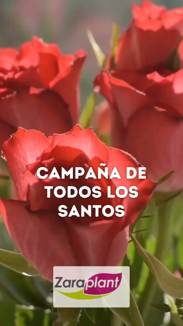 Instagram- zaraplant flores plantas artificiales